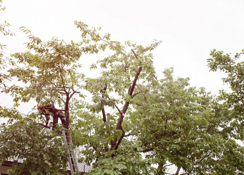 Tree And Garden Service detail